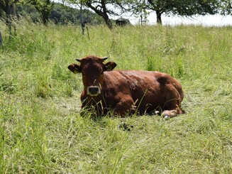 Ein Murnau Werdenfelser Jungtier mit dunkelbraunem Fell liegt im Gras auf einer Streuobstwiese 