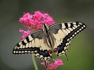 Schwalbenschwanz auf Blüte