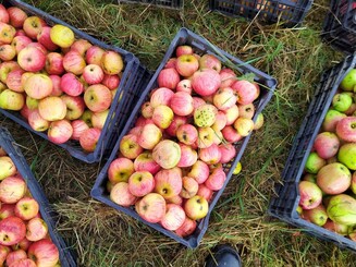 Frisch gepflückte Streuobstäpfel liegen in Kisten