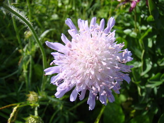 Lilafarbene Blüte der Witwenblume auf Blühwiese