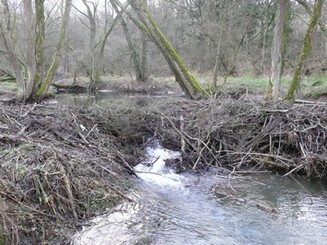 Biberdamm in einem Fluss