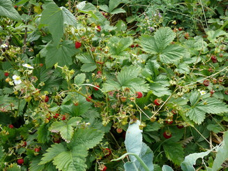 Walderdbeere trägt rote Früchte