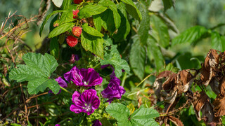 Himbeeren wachsen neben wilder Malve auf dynamischer Agorforstparzelle