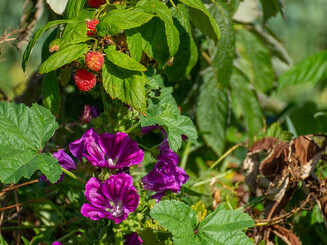 Himbeeren wachsen neben wilder Malve auf dynamischer Agorforstparzelle