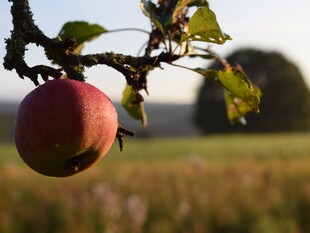 Ein roter Apfel hängt an einem Baum auf einer Streuobstwiese