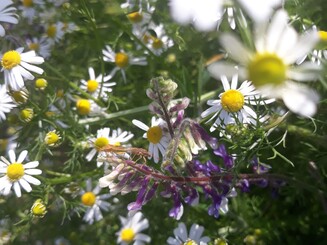 Gänseblümchen