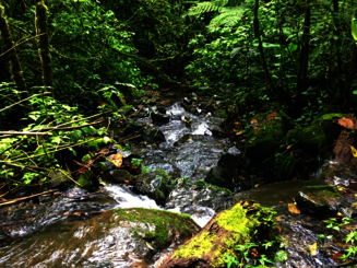 Bachlauf fließt Steine hinunter im Regenwald von Costa Rica