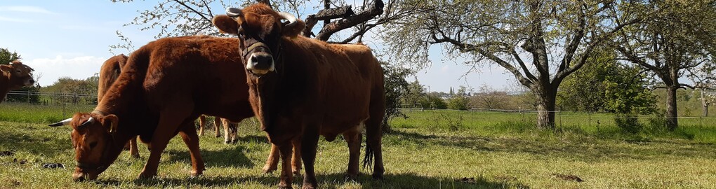 Murnau-Werdenfelser Rinder stehen auf einer Streuobstwiese im Sonnenschein
