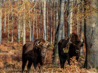 Zwei Wisente stehen halb versteckt im Wald